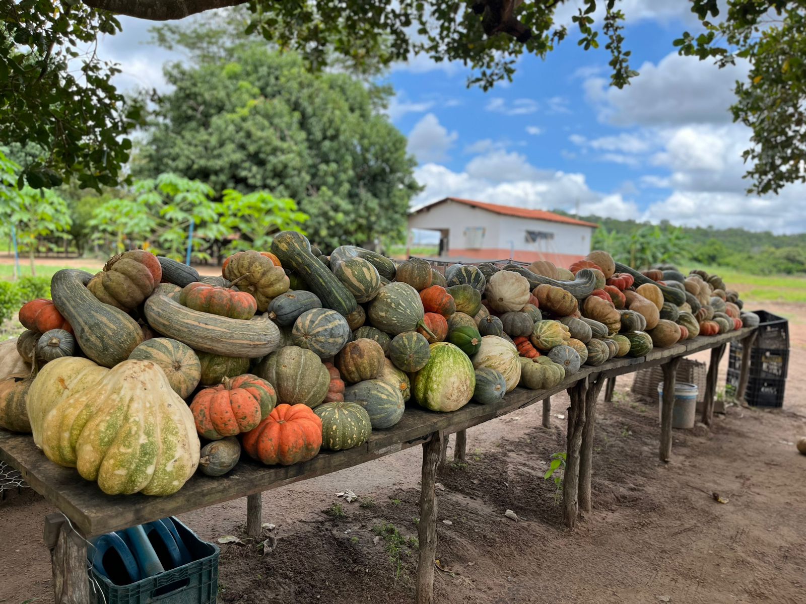Internos da Colônia Major César colhem três toneladas de abóbora